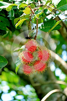 Closeup Bunch of Vibrant Red Ripe Rambutan Fruits on the Tree