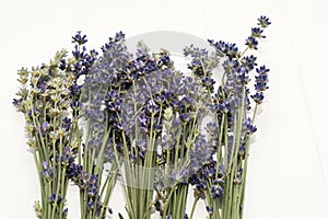 Closeup of a bunch of violet fresh and dried lavender flowers bouquets over white wood background