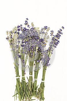 Closeup of a bunch of violet fresh and dried lavender flowers bouquets over white wood background