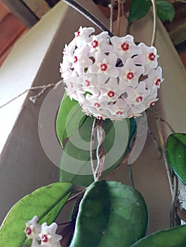 Closeup of a bunch of white flowers of Hoya carnosa, popularly known as wax flower.