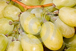 Closeup of bunch of white grapes, fruit, food, nature, agricolture, wine