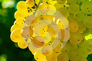 Closeup on a bunch of white grapes on a vineyard