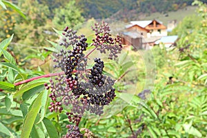 Closeup Bunch of Wild Berry Plants on the Mountainside of Mestia, Svaneti Region, Georgia