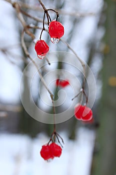 Closeup of bunches of two red berries of Guelder rose with frozen drops of water