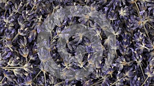 A closeup of a bundle of dried lavender flowers popularly used in essential oils and known for its relaxation and