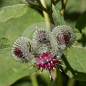 Closeup of a burdock flower