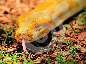 Closeup of Burmese python (Python bivittatus)