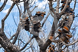 Burned banksia cones after bush fires in Australia. photo