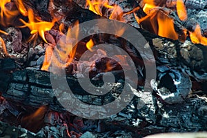 Closeup of burning tree branch ashes