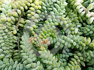 Closeup of Burro`s Tail Sedum morganianum