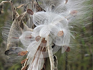 Closeup of bursting milkweed seed pods