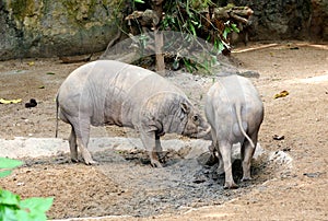 Closeup of a Buru Babirusa eating