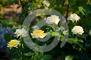 Closeup of a bush of beautiful white and yellow roses