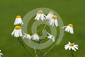 Closeup of a bush of daisy flowers in a garden. Delicate white blossoming plants growing against a blurred green