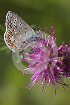 Closeup of a butterfly