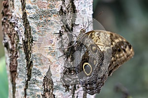 Closeup of a butterfly Caligo atreus with closed wings on the trunk of a birch tree