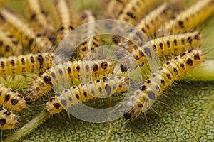 Closeup Butterfly caterpillars have a lot of hair on sunflower leaves