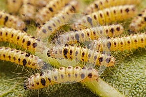 Closeup Butterfly caterpillars have a lot of hair on sunflower leaves