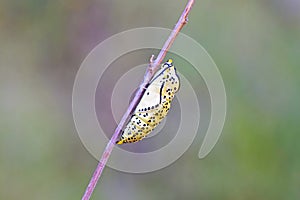 Melitaea persea pupa , the Persian Fritillary butterfly chrysalis photo