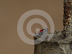 Closeup of 88 butterfly Diaethria anna Podocarpus National Park Ecuador photo