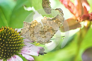 Closeup butterfly on eastern purple coneflower mimicry on the leaf litter, flying migratory insect butterflies that represents sum