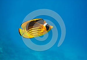 Closeup of butterfly fish - underwater shot