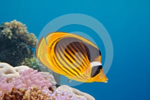 Closeup of butterfly fish - underwater shot