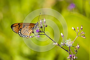 Closeup butterfly on flower