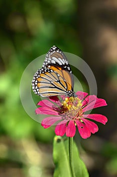 Closeup butterfly on flower