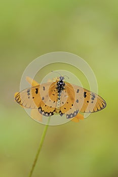 Closeup butterfly on flower