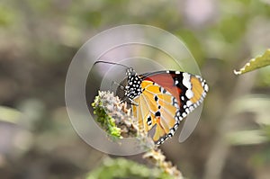 Closeup butterfly on flower