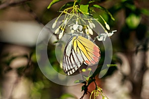 Closeup Butterfly On Flower