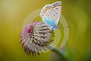 Closeup butterfly on flower