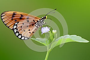 Closeup butterfly on flower background