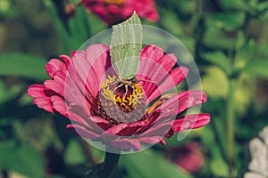 Closeup butterfly on flower