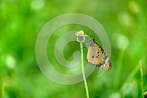 Closeup butterfly on flower Common tiger butterfly