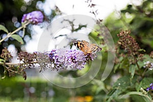 Closeup butterfly on flower Common tiger butterfly