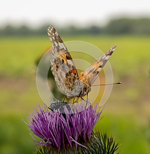 Closeup butterfly on flower, Common tiger butterfly