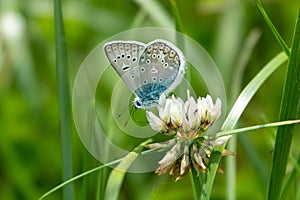 Closeup butterfly on flower, Common tiger butterfly