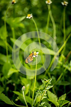 Closeup butterfly on flower (Common tiger butterfly)