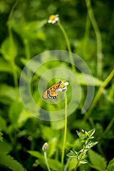 Closeup butterfly on flower (Common tiger butterfly)