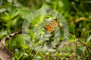 Closeup butterfly on flower (Common tiger butterfly)