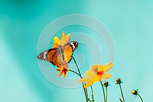 Closeup butterfly on flower (Common tiger butterfly)