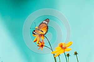 Closeup butterfly on flower (Common tiger butterfly)