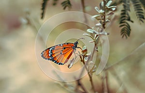 Closeup butterfly on flower (Common tiger butterfly),tiger butterfly beautiful view and bleary background