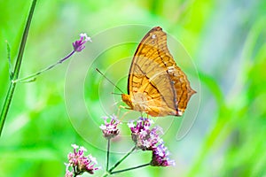 Closeup butterfly on flower, The Cruiser