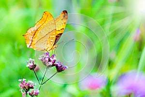 Closeup butterfly on flower with sunlight, The Cruiser