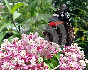 Closeup of Butterfly on Flowers