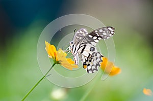 Closeup butterfly on flowers.