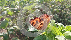 closeup of butterfly on the green leaf background